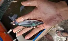 Bibit Ikan Patin Ukuran 8 Sampai 10 Cm