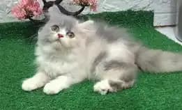 Jual Kucing