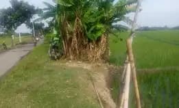 Dijual Tanah Sawah Termurah