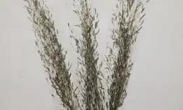 Bunga Kering Dried Flower Dry Flower Wildery Grass (Kimkim Mini)