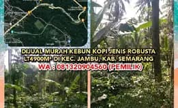 Dijual Murah Kebun Kopi Jenis Robusta Lt4900m² Di Kec. Jambu, Semarang Kabupaten. Wa : 081320904560 