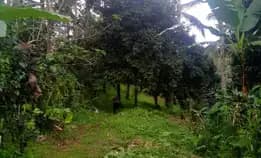 Tanah Kebun Buah Isi Mata Air Di Tabanan Bali