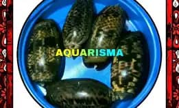 9 Pcs Cangkang Kerang Neo Oliva Tiger Bully Korden Hitam Grade A+