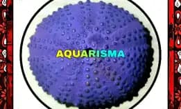 1 Pcs Cangkang Bulu Babi Ungu Super Purple Sea Urchins Grade A+