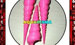 2 Pcs Cangkang Keong Cae Turritella Terebra Lolipop Pink Grade A+