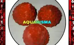 2 Pcs Cangkang Keong Kerucut Tumpeng Piramida Rabunan Pagoda Tectus Mauritianus Merah Grade A+