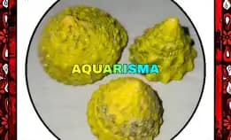 2 Pcs Cangkang Keong Kerucut Tumpeng Piramida Rabunan Pagoda Tectus Mauritianus Kuning Grade A+