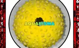 1 Pcs Cangkang Bulu Babi Kuning Echinus Echinoya Sea Urchins Grade A+