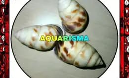 1 Pcs Cangkang Keong Butoti Amphidromus Perversus Emaciatus Grade A+