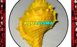 1 Pcs Cangkang Keong Coral Bursidae Bufonaria Rana Golden Grade A+