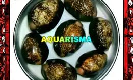 2 Pcs Cangkang Kerang Medium Cowry Cypraea Monetaria Caputserpentis Grade A+