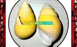 1 Pcs Cangkang Keong Butoti Amphidromus Perversus Golden Grade A+ 