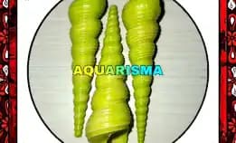 2 Pcs Cangkang Keong Cae Turritella Terebra Lolipop Hijau Grade A+