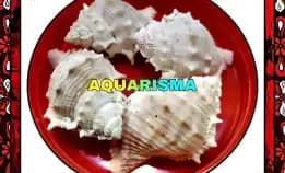 1 Pcs Cangkang Keong Coral Bursidae Bufonaria Rana Grade A+