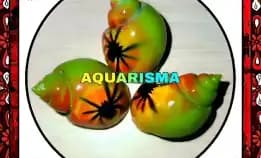 2 Pcs Cangkang Keong Macan Tiger Turbo Babilonia Spirata Green Spider Grade A+