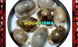 2 Pcs Cangkang Kerang Cowry Cypraea Naria Erosa Polish Grade A+