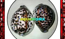 1 Pcs Cangkang Kerang Jumbo Cowry Cypraea Tigris Kuwuk Macan Xantic Grade A+