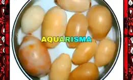 7 Pcs Cangkang Kerang Cowry Cypraea Caramelo Pigmen Rare Grade A+