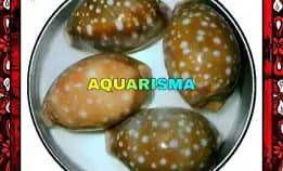 1 Pcs Cangkang Kerang Medium Cowry Cypraea Lyncina Vitellus Grade A+