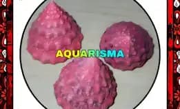 2 Pcs Cangkang Keong Kerucut Tumpeng Piramida Rabunan Pagoda Tectus Mauritianus Pink Grade A+