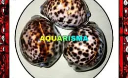 1 Pcs Cangkang Kerang Giga Cowry Cypraea Tigris Kuwuk Macan Grade A+