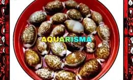 6 Pcs Cangkang Kerang Cowry Cypraea Erosaria Helvola Grade A+