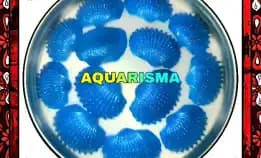 4 Pcs Cangkang Kerang Dara Biru Bivalvia Anadara Granosa Grade A+