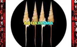 1 Pcs Cangkang Keong Spindle Thorn Tibia Fusus Grade A+