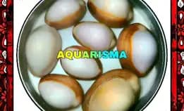 3 Pcs Cangkang Kerang Cowry Cypraea Brown Snow White Grade A+