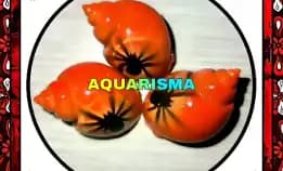 2 Pcs Cangkang Keong Macan Tiger Turbo Babilonia Spirata Orange Spider Grade A+