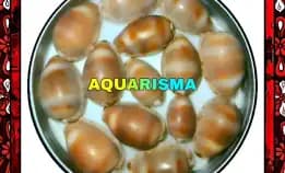 9 Pcs Cangkang Kerang Cowry Cypraea Brown Leopoldy Annulus Grade A+