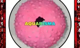 1 Pcs Cangkang Bulu Babi Pink Echinus Echinoya Sea Urchins Grade A+