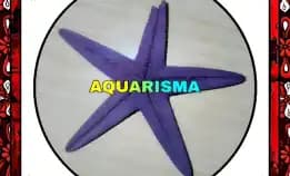 1 Pcs Cangkang Bintang Laut Sea Star Astropecten Scoparius Ungu Grade A+