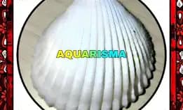 5 Pcs Cangkang Kerang Jumbo Bivalvia Acrosterigma Magnum Putih Grade A+