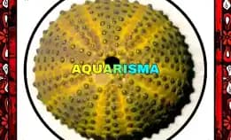 1 Pcs Cangkang Bulu Babi Kuning Yellow Ranger Sea Urchins Grade A+