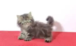 Kucing Munhckin Cebol Longhair Jantan