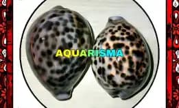 1 Pcs Cangkang Kerang Big Cowry Cypraea Tigris Kuwuk Macan Xantic Grade A+