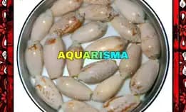 8 Pcs Cangkang Kerang Neo Oliva Hirasei Bully Korden Albino Grade A+