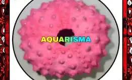 1 Pcs Cangkang Bulu Babi Pink Echinus Tylodes Echinoidea Sea Urchins Grade A+