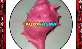 1 Pcs Cangkang Keong Coral Bursidae Bufonaria Rana Pink Grade A+