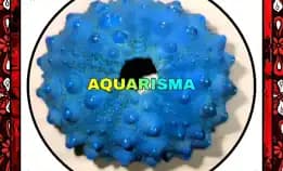 1 Pcs Cangkang Bulu Babi Biru Tua Echinus Tylodes Echinoidea Sea Urchins Grade A+