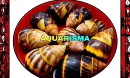 1 Pcs Cangkang Keong Amphidromus Perversus Butoti Yellow Dark Brown Grade A+