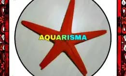 1 Pcs Cangkang Bintang Laut Sea Star Astropecten Scoparius Merah Grade A+