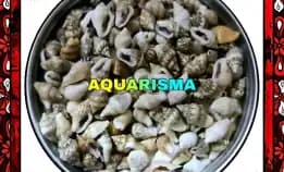 40 Pcs Cangkang Keong Mini Canarium Labiatum Perceng Grade A+