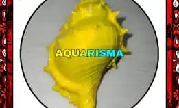 1 Pcs Cangkang Keong Coral Bursidae Bufonaria Rana Kuning Grade A+