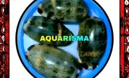 1 Pcs Cangkang Kerang Mini Cowry Cypraea Melicerona Listeri Grade A+