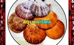 2 Pcs Cangkang Kerang Kipas Bivalvia Simping Scallop Merah Grade A+