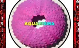 1 Pcs Cangkang Bulu Babi Pink Canovia Sea Urchins Grade A+