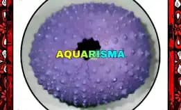 1 Pcs Cangkang Bulu Babi Ungu Echinus Ghopal Sea Urchins Grade A+