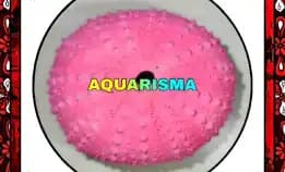 1 Pcs Cangkang Bulu Babi Pink Echinus Ghopal Sea Urchins Grade A+